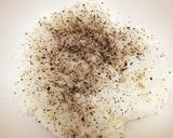 簡単!美味しい!スパムおにぎり作り方5写真