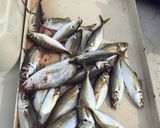 切るだけ！鯵の叩き作り方1写真