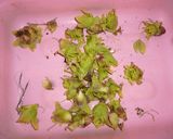 ふきのとう　天ぷら作り方1写真