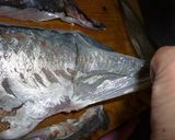 アジの刺身作り方11写真