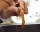 エビのおろし和え　レモン風味作り方1写真