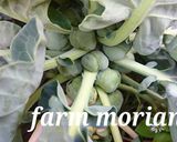 農園レシピ・芽キャベツのクリーム煮作り方1写真