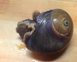 ツメタガイの刺身作り方1写真