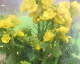 小いか白菜の菜の花和え作り方2写真