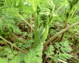 春5番目の山菜・シャクのおひたし（＾＾）作り方2写真