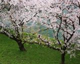 春◎山菜と湯葉のアンチョビクリーム炒め作り方1写真