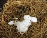 きんぴらごぼう作り方4写真