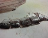 とろけるます！〆鰯作り方9写真