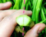 農家のおばあちゃん直伝！からし菜のお浸し作り方2写真