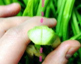農家のおばあちゃん直伝！からし菜のお浸し作り方2写真