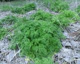 春5番目の山菜・シャクの天ぷら作り方1写真