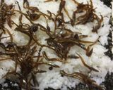 くるくる海苔巻き(いかなごの釘煮)作り方2写真