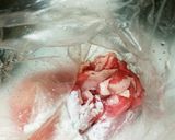 豚肉の旨辛中華風炒め作り方2写真