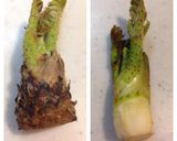 春の山菜の香り♪たらの芽のピザ作り方1写真