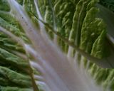 白菜の簡単♪旨炒め~♪作り方1写真