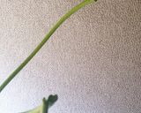 新鮮たこ☆明太マヨバジル添えサッパリ食べ作り方6写真