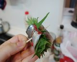 さっぱり☆あじの梅しそロール揚げ作り方6写真
