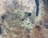 ココナッツオイルでイチゴラスク作り方4写真