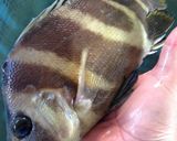 タモリの刺身by浜のかあちゃん作り方1写真