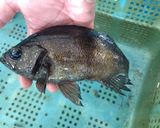 メバルの刺身by浜のかあちゃん作り方1写真