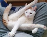 みぞ鍋。定番の？白菜鍋をひとひねり作り方15写真