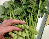 菜の花。蛸とシラス・若布の芥子酢味噌和え作り方13写真