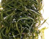 こんぶと筍の煮物◆ヘルシー作り方2写真