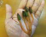 土筆のおひたし梅おかか和え作り方5写真
