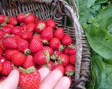 農園レシピ・いちごジャムつくろ♪作り方1写真