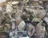磯のガメラ 亀の手を食べる作り方3写真