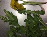 春♫ たんぽぽの葉っぱのてんぷら作り方1写真