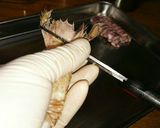 マグロ漁師さん絶品しゃこ捌き方から刺身作り方4写真