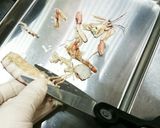 マグロ漁師さん絶品しゃこ捌き方から刺身作り方6写真