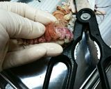 マグロ漁師さん絶品しゃこ捌き方から刺身作り方7写真