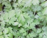 春の香り✽草もち作り方1写真