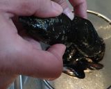 ムール貝のスープ作り方3写真