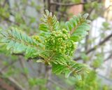 旬の味覚！山椒の花の佃煮！作り方1写真