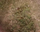 旬の味覚！山椒の花の佃煮！作り方3写真