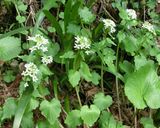 わさび、すみれ、イカリソウの花サラダ作り方1写真