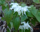 わさび、すみれ、イカリソウの花サラダ作り方3写真