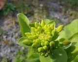 菜の花＆粒マスタード醤油作り方1写真