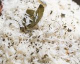 フライパンで簡単本格！30分で鶏ももビリヤニ作り方17写真