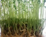 ちくわのナンプラー炒めで豆苗サラダ作り方6写真