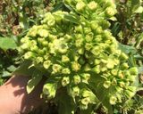 春の恵み・ふきの花のてんぷら作り方1写真