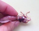 春✳︎ホタルイカと水菜のパスタ作り方1写真
