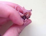 春✳︎ホタルイカと水菜のパスタ作り方2写真