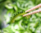 モリモリ食べて！ゴーヤとツナのサラダ作り方2写真