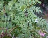 いなか風に♪たけのこ木の芽あえ作り方3写真