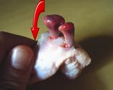 鶏手羽の骨を簡単に抜く方法作り方4写真