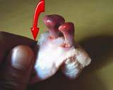 鶏手羽の骨を簡単に抜く方法作り方4写真